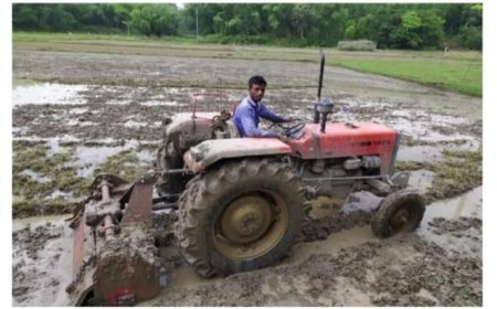 চট্টগ্রামে আমন চারা তৈরির ধুম