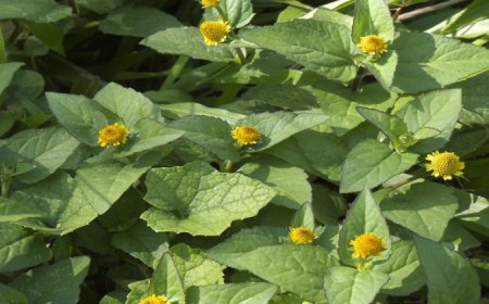 ডায়াবেটিসের মহৌষধ উষনি শাক