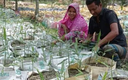 আম ও লিচু বাগানে বস্তায় আদা চাষ,লাভবান চাষি রুহুল আমিন