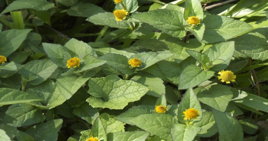 ডায়াবেটিসের মহৌষধ উষনি শাক