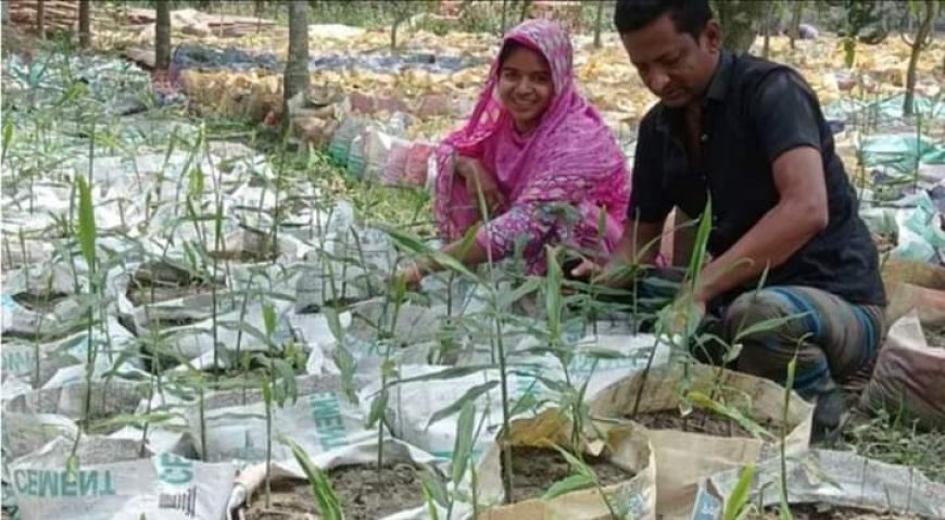 আম ও লিচু বাগানে বস্তায় আদা চাষ,লাভবান চাষি রুহুল আমিন