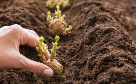 আগাম আলু আবাদে কৃষক ভাইদের জন্য করণীয়