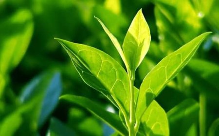 চা পাতা ঘরের কোন কাজে ব্যবহার করবেন?