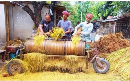 রংপুরে আগাম ধান কাটা শুরু