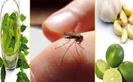 মশা তাড়ানোর ঘরোয়া পদ্ধতি