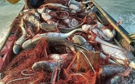 নিষেধাজ্ঞা শেষে রবিবার মধ্যরাত থেকে শুরু হয়েছে মাছ ধরা