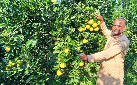 জলঢাকায় মাল্টা চাষে সাবেক মেম্বারের বাজিমাত