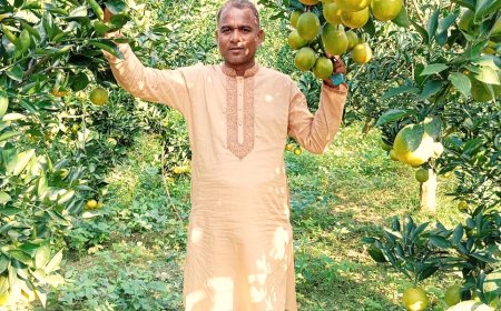 মাল্টা চাষে আশরাফুলের বাজিমাত