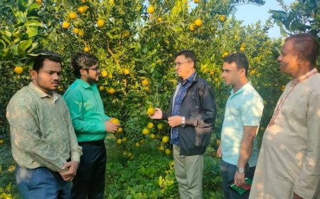 জলঢাকায় মাল্টা বাগান পরিদর্শনে জেলা প্রশাসক