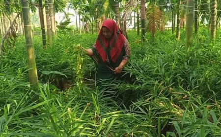 বস্তায় আদা চাষ করে সফল নারী উদ্যোক্তা ময়না বেগম