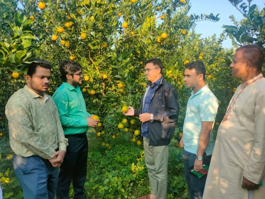 জলঢাকায় মাল্টা বাগান পরিদর্শনে জেলা প্রশাসক