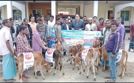 সন্দ্বীপে  প্রান্তিক জেলেদের মাঝে  বাছুর বিতরণ