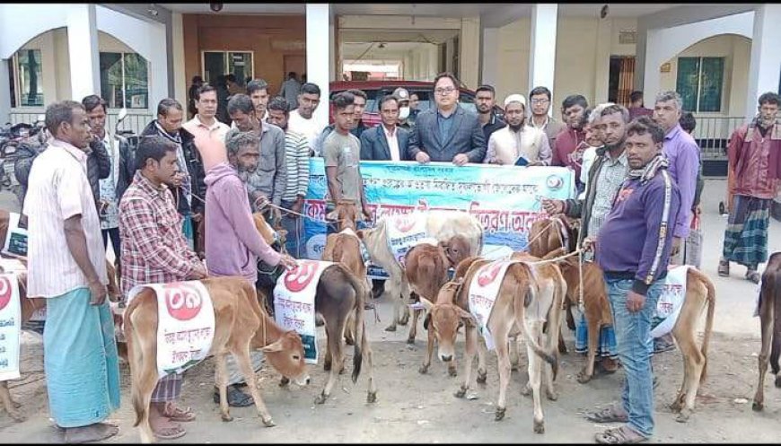 সন্দ্বীপে  প্রান্তিক জেলেদের মাঝে  বাছুর বিতরণ