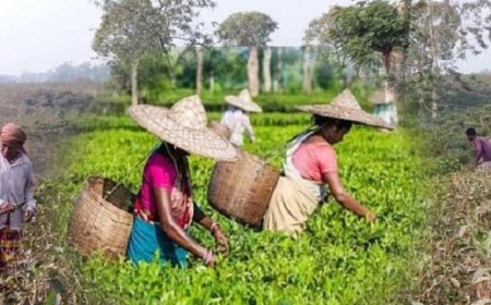 সিলেটের চা বাগান গুলো প্রুনিং পদ্ধতি শুরু