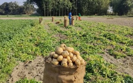 ঠাকুরগাঁওয়ে আলুতে লাভের বদলে দেনা পরিশোধ নিয়েই দুশ্চিন্তা