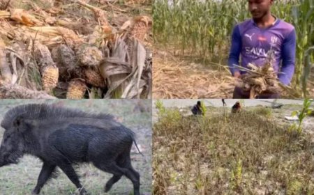 নীলফামারীর ডিমলায় ভারতীয় শুকরের তাণ্ডবে কৃষকেরা বিপর্যস্ত