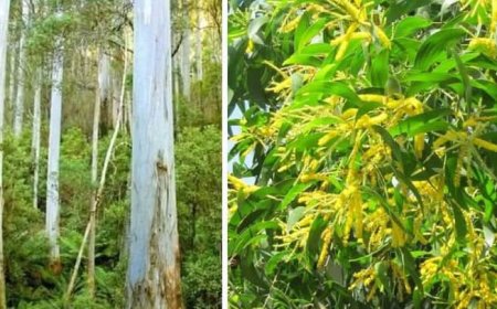 ইউক্যালিপটাস-আকাশমণির চারা রোপণ, উত্তোলন ও বিক্রি নিষিদ্ধ