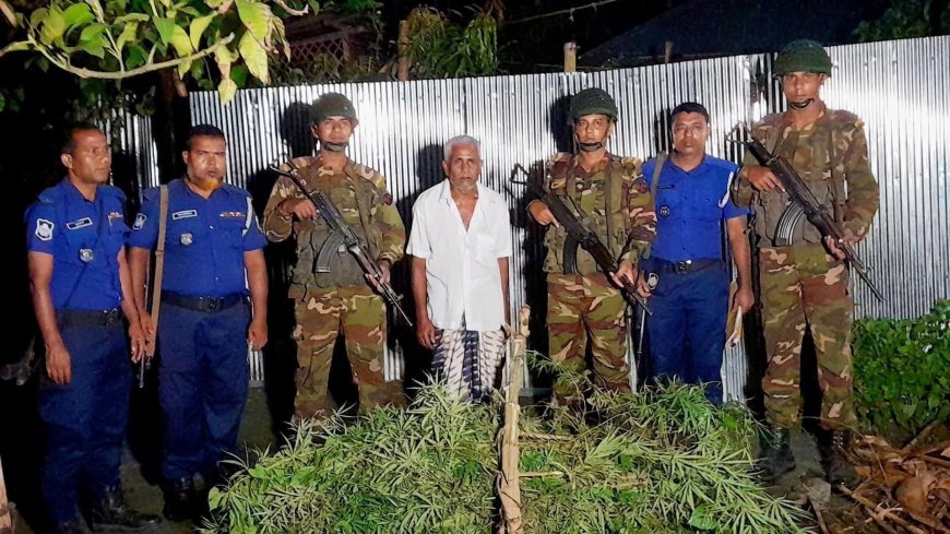 নীলফামারীতে সেনাবাহিনী-পুলিশের যৌথ অভিযানে একটি বসতভিটা থেকে দুটি গাঁজার গাছ উদ্ধার