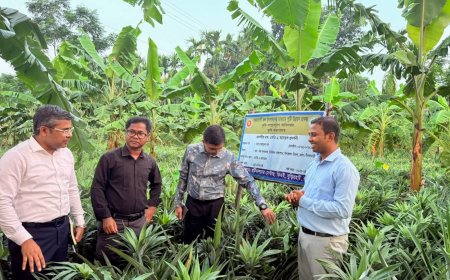 ডিমলায় আনারস বাগান পরিদর্শনে জেলা প্রশাসক
