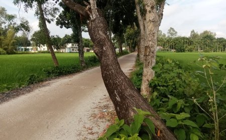 ডিমলা পশ্চিম খড়িবাড়ির সড়কের উপর ঝুঁকিপূর্ণ অবস্থায় আকাশমণি গাছ: দুর্ঘটনার আশঙ্কা