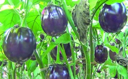 রংপুর থেকে হারিয়ে গেছে খটখটিয়া বেগুন