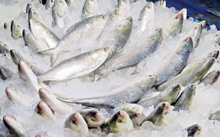 ভারতে ইলিশ রপ্তানির অনুমতি পেল ৩৭ প্রতিষ্ঠান