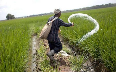 কৃত্রিম সারসংকট, বোরো উৎপাদন হ্রাস পেতে পারে