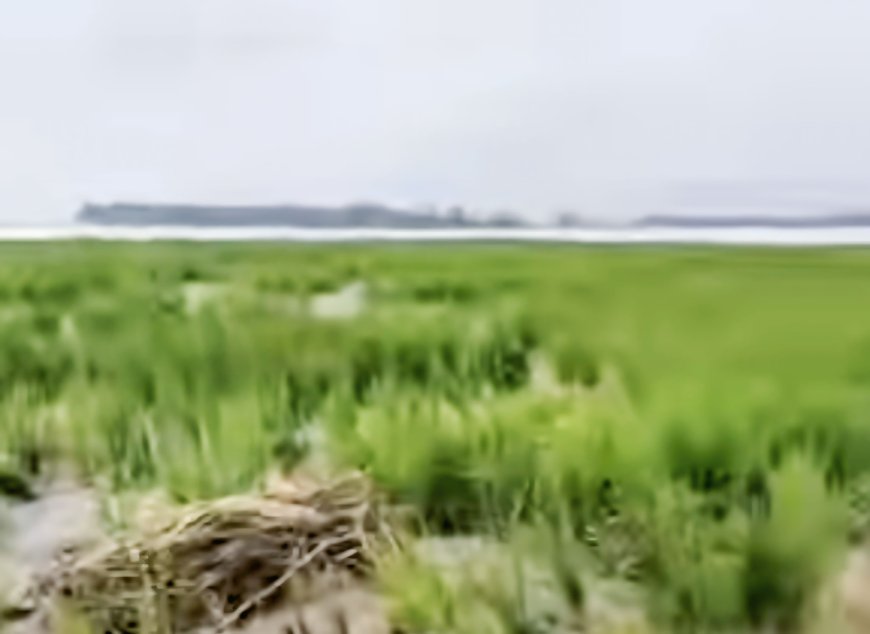 তিস্তার পানির সঙ্গে বালি ও পলি পড়ায় কৃষকের ধানের ফসল নষ্ট