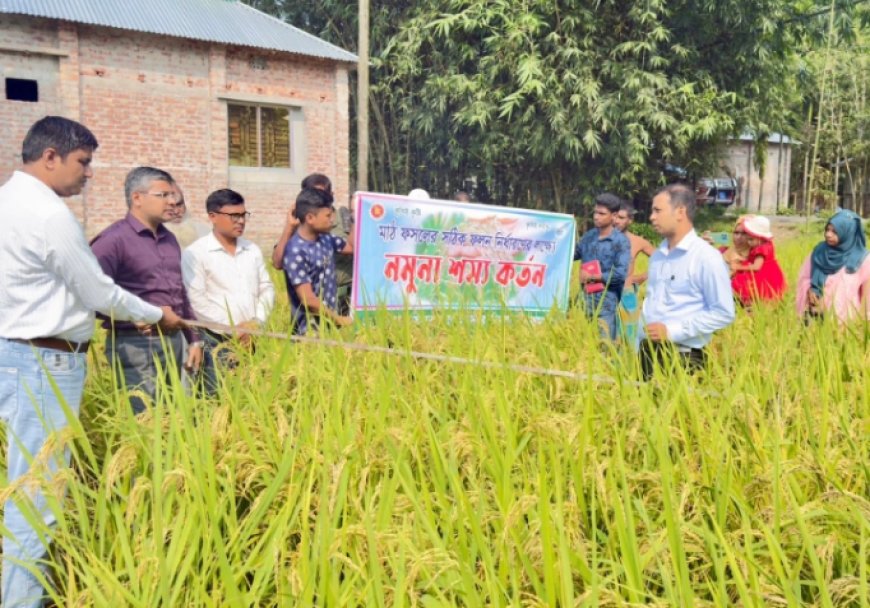 ডিমলায় কৃষকের জমিতে রোপা আমন ধানের নমুনা শস্য কর্তন কার্যক্রম অনুষ্ঠিত